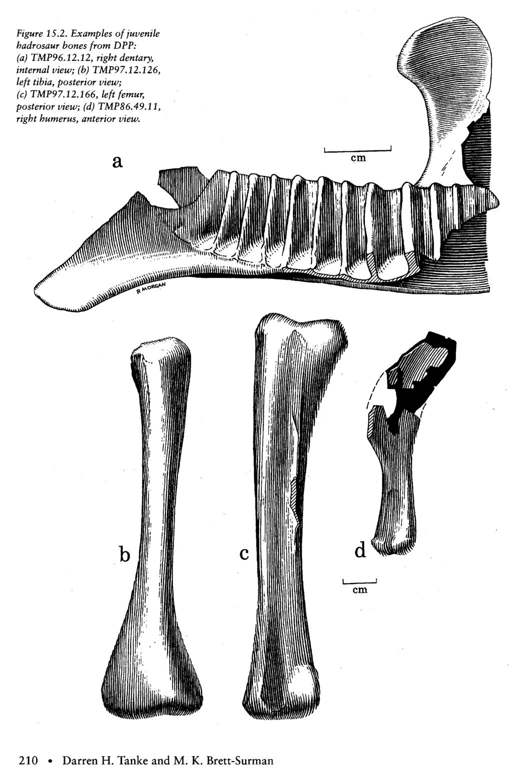 Figure 15.2. Examples of juvenile hadrosaur bones from DPP: (a) TUP96A2.il, right dentary, internal view; (b) TMP97.12.