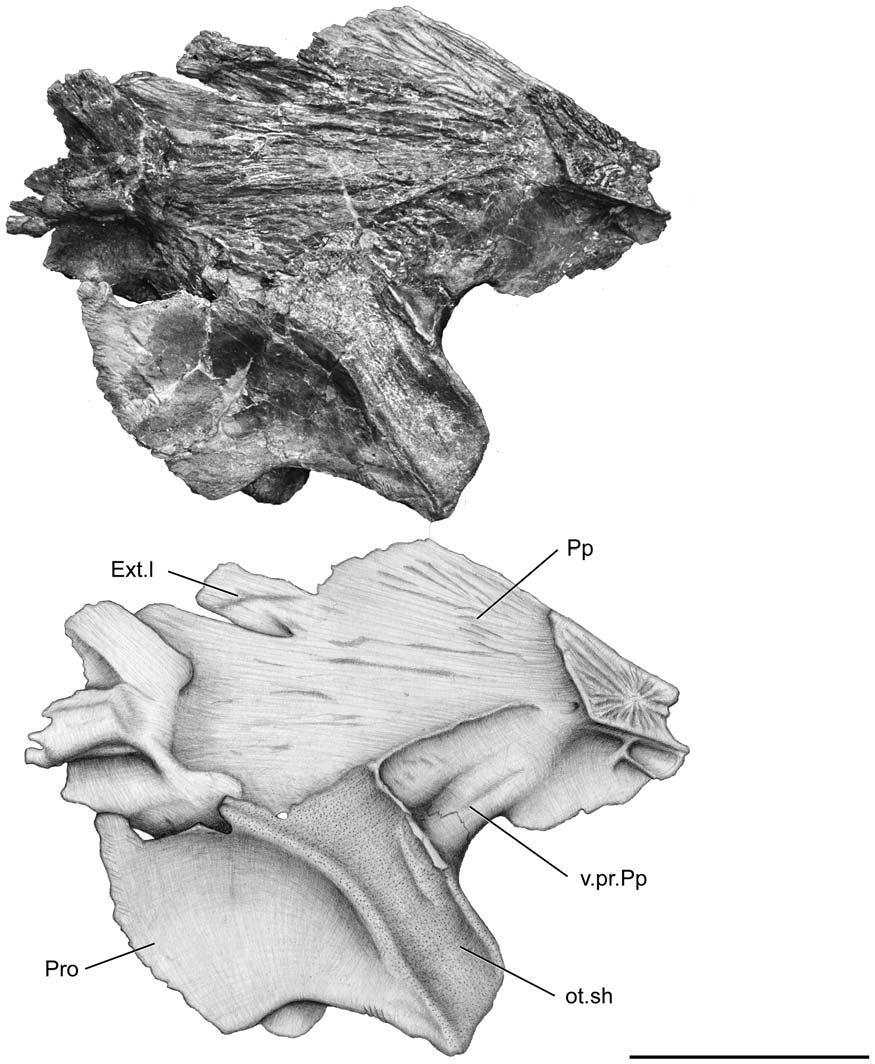 Figure 8. Megalocoelacanthus dobiei Schwimmer, Stewart & Williams, 1994, AMNH FF 20267 from lower Campanian of the Niobrara Formation. Otoccipital portion of the skull in left medial view.