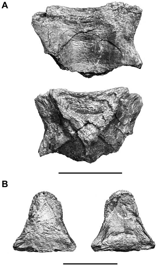 Figure 10. Megalocoelacanthus dobiei Schwimmer, Stewart & Williams, 1994, AMNH FF 20267 from lower Campanian of the Niobrara Formation. A, anterior catazygal. B, posterior catazygal. doi:10.