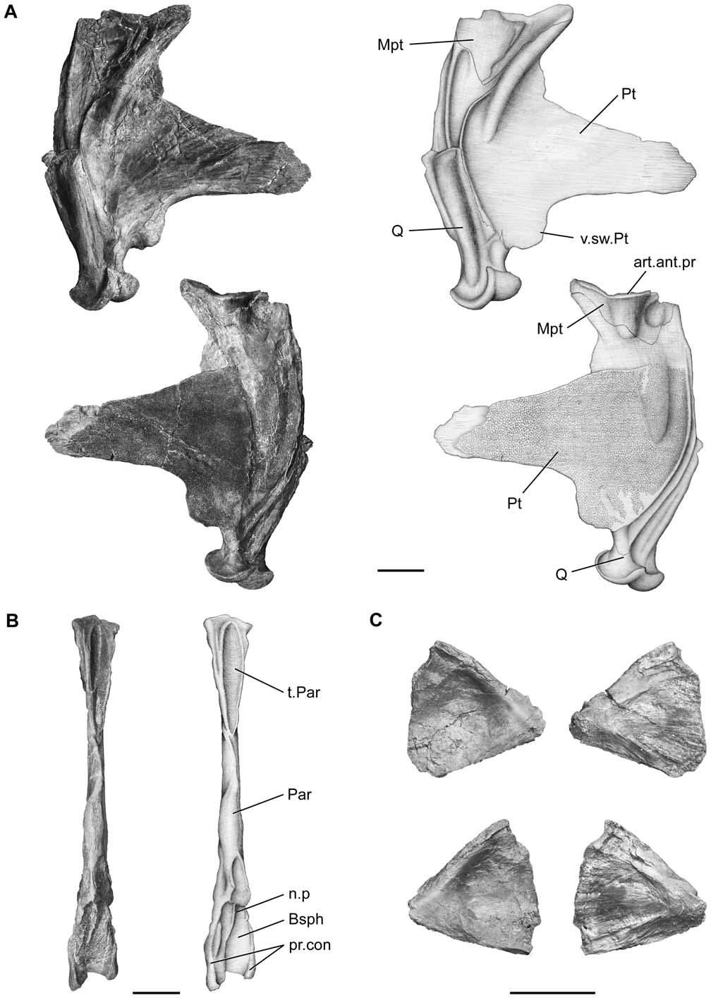 Figure 11. Megalocoelacanthus dobiei Schwimmer, Stewart & Williams, 1994, AMNH FF 20267 from lower Campanian of the Niobrara Formation. Palate bones.