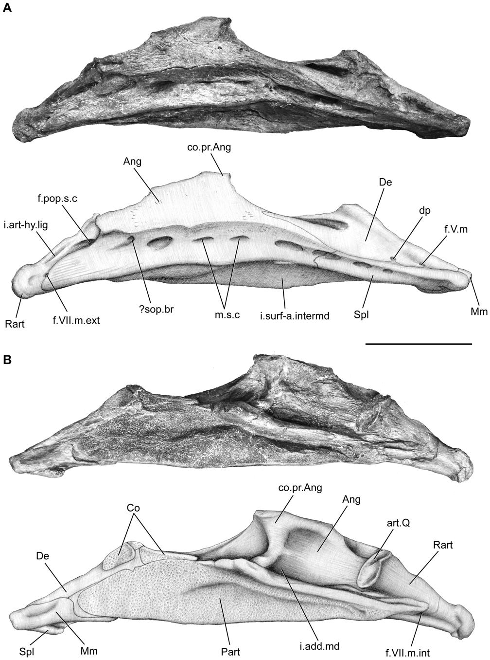 Figure 12. Megalocoelacanthus dobiei Schwimmer, Stewart & Williams, 1994, AMNH FF 20267 from lower Campanian of the Niobrara Formation. Right lower jaw. A, lateral view. B, medial view.