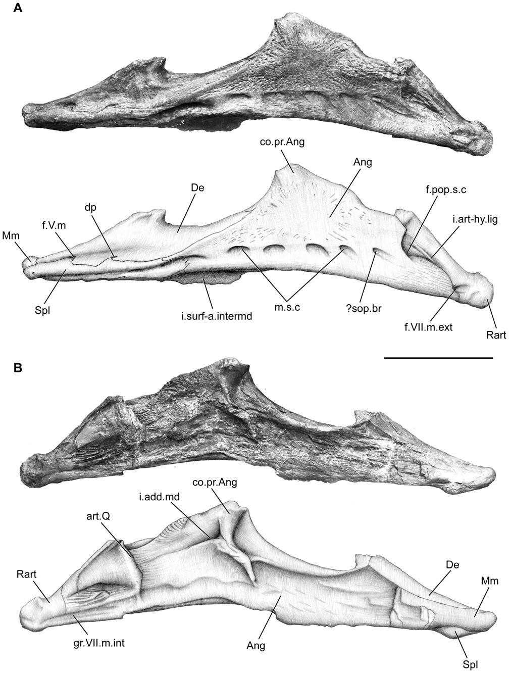 Figure 13. Megalocoelacanthus dobiei Schwimmer, Stewart & Williams, 1994, AMNH FF 20267 from lower Campanian of the Niobrara Formation. Left lower jaw. A, lateral view. B, medial view.