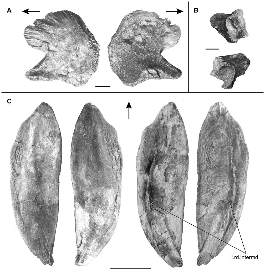 Figure 14. Megalocoelacanthus dobiei Schwimmer, Stewart & Williams, 1994, AMNH FF 20267 from lower Campanian of the Niobrara Formation.