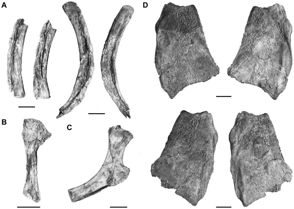 Figure 15. Megalocoelacanthus dobiei Schwimmer, Stewart & Williams, 1994, AMNH FF 20267 from lower Campanian of the Niobrara Formation.