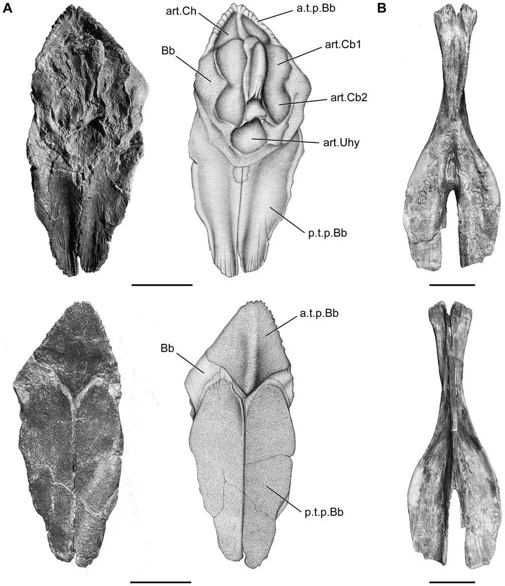 Figure 16. Megalocoelacanthus dobiei Schwimmer, Stewart & Williams, 1994, AMNH FF 20267 from lower Campanian of the Niobrara Formation.