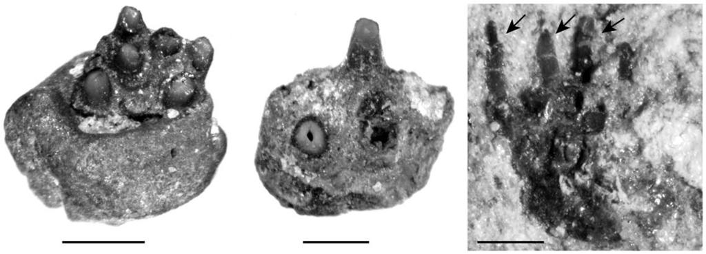 Figure 17. Megalocoelacanthus dobiei Schwimmer, Stewart & Williams, 1994, holotype specimen CCK 88-2-1 from lower Campanian of the Blufftown Formation.
