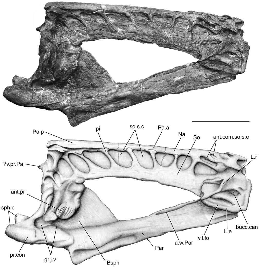 Figure 2. Megalocoelacanthus dobiei Schwimmer, Stewart & Williams, 1994, AMNH FF 20267 from lower Campanian of the Niobrara Formation. Ethmosphenoid portion of the skull in right lateral view.