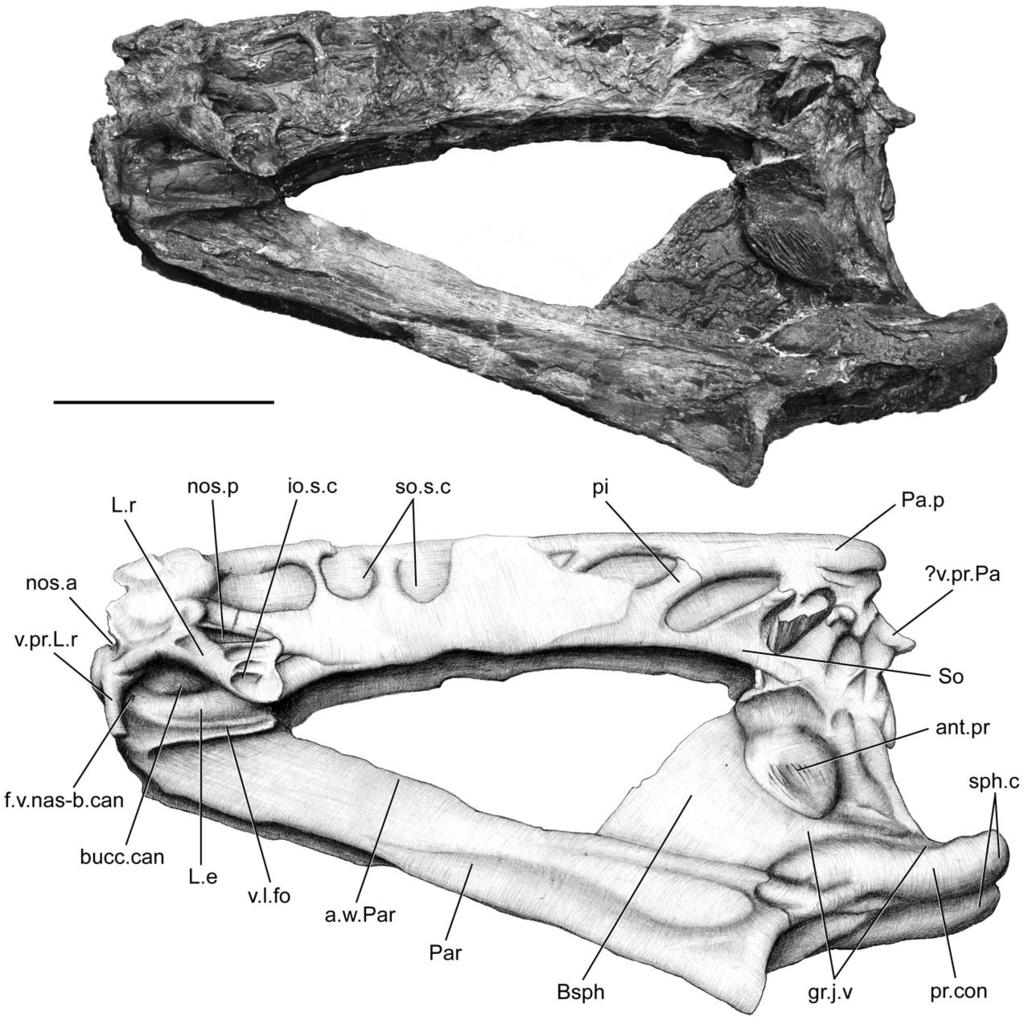 Figure 3. Megalocoelacanthus dobiei Schwimmer, Stewart & Williams, 1994, AMNH FF 20267 from lower Campanian of the Niobrara Formation. Ethmosphenoid portion of the skull in left lateral view.