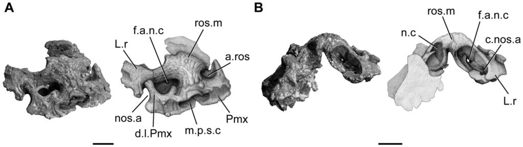 Figure 4. Megalocoelacanthus dobiei Schwimmer, Stewart & Williams, 1994, AMNH FF 20267 from lower Campanian of the Niobrara Formation. Isolated snout. A, right anterolateral view; B, posterior view.