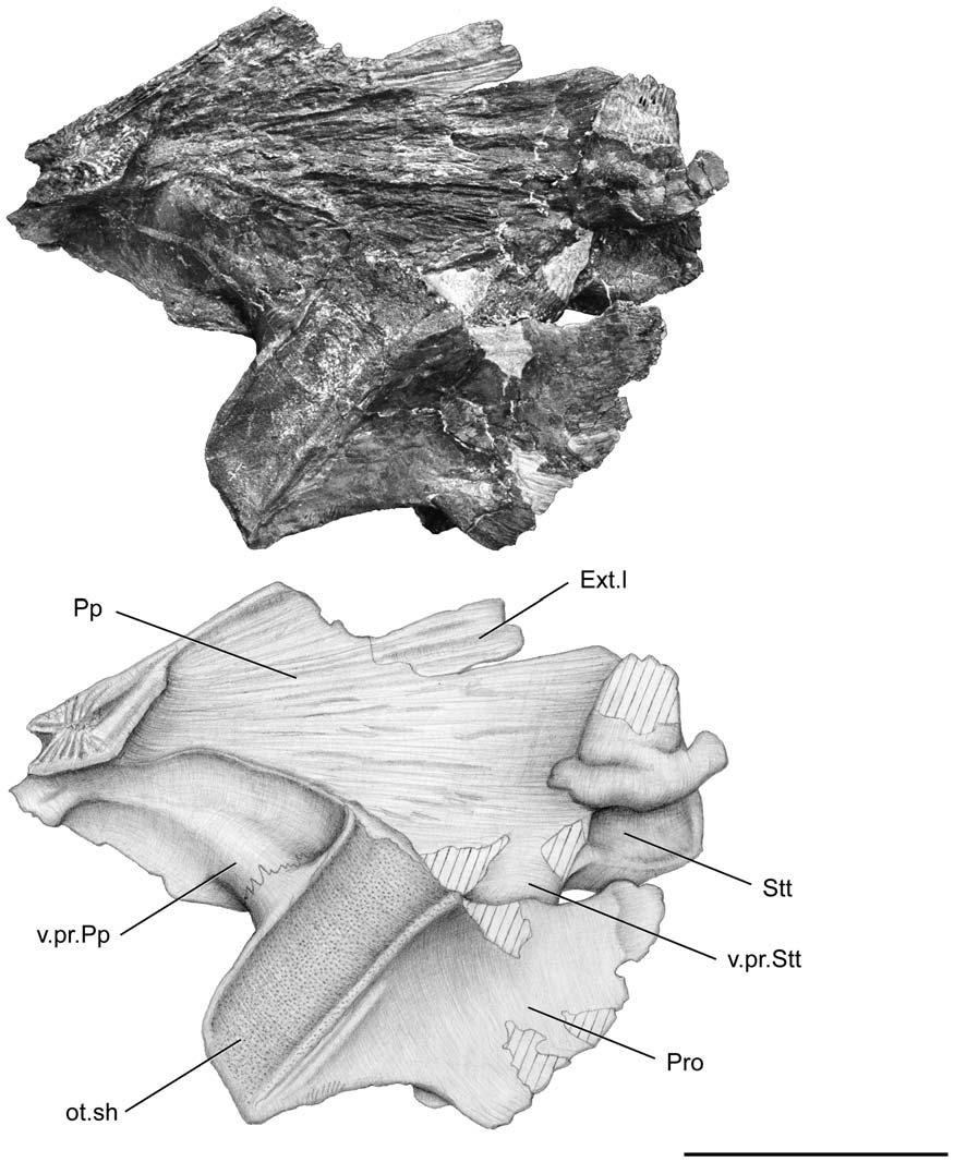 Figure 6. Megalocoelacanthus dobiei Schwimmer, Stewart & Williams, 1994, AMNH FF 20267 from lower Campanian of the Niobrara Formation. Otoccipital portion of the skull in right medial view.