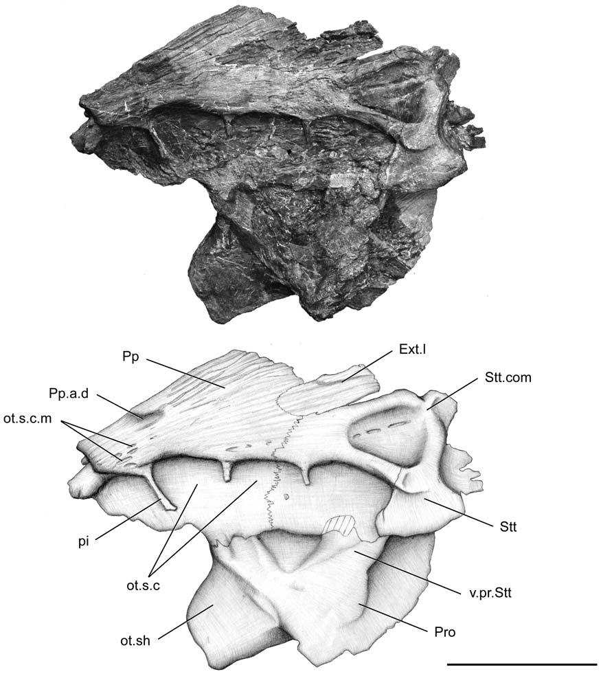 Figure 7. Megalocoelacanthus dobiei Schwimmer, Stewart & Williams, 1994, AMNH FF 20267 from lower Campanian of the Niobrara Formation. Otoccipital portion of the skull in left lateral view.