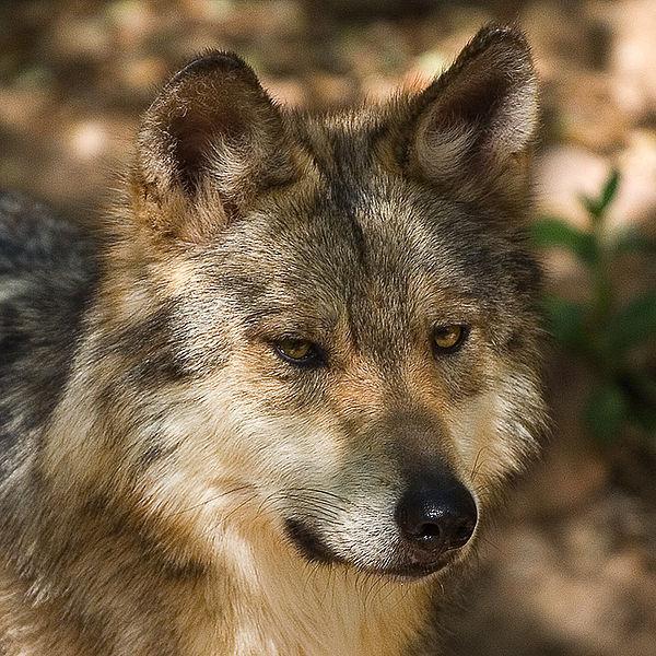 Mexican Gray Wolf Endangered Population Modeling in the Blue Range Wolf Recovery Area New Mexico Super Computing Challenge Final Report