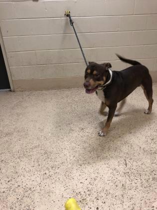 lbs fully grown) - Mix Dog Male Stray - Shelter No