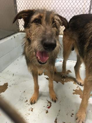 Intake Report for 7/11/2018 A39091948 Iris Mixed Breed, Large (over 44 lbs fully grown) - Mix Dog Female Owner/Guardian Surrender - Owner Release - Health of Owner / Family