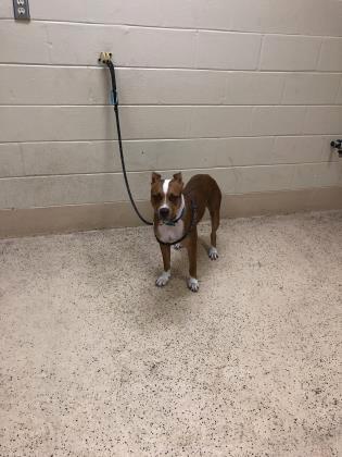 Intake Report for 7/11/2018 A39092551 Deisel Mixed Breed,