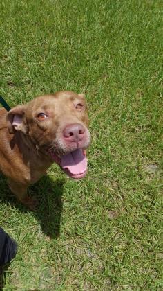 Medium (up to 44 lbs fully grown) - Mix Dog Female Stray - Field No ID - Wesley Chapel A39094266