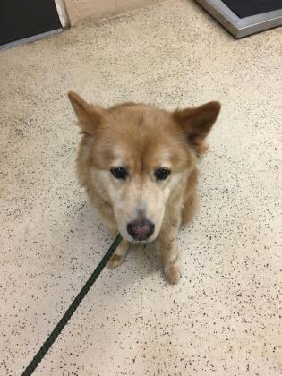 Intake Report for 7/11/2018 A39095556 Chow