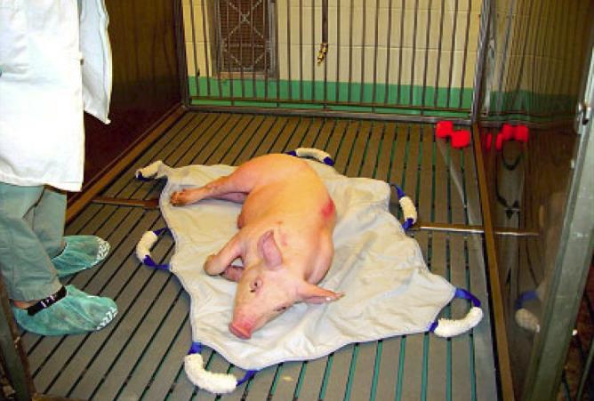 Swine are widely used in protocols that involve anesthesia and invasive surgical procedures.