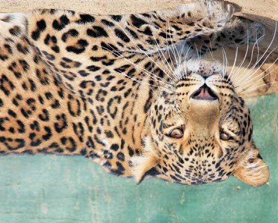 The Persian leopard is endangered through out its distribution area in the Middle East and is said to be the largest of all the leopard subspecies.