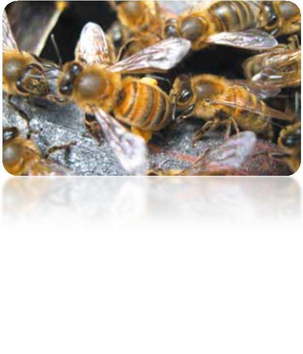 Safefor beesand queens Harmlessto beesand queensatup to 5 times recommendeddose The product had no effect on bee mortality, size of the brood-comb, hive activity, hive weight or the size of the honey
