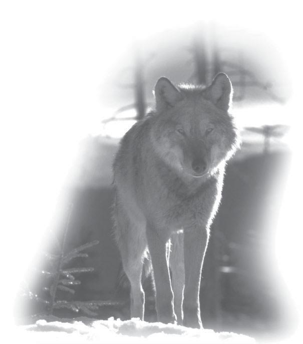 Gradually, however, wolves have increased, and surveys to determine accurate population numbers are now being conducted by nongovernmental organizations (NGOs) such as the Balkani Wildlife Society.