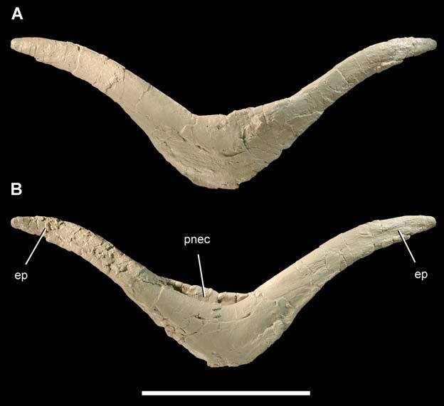 Figure 11. Furcula of the theropod Aerosteon riocoloradensis. Furcula (MCNA-PV-3137; cast) in anterior (A) and posterior (B) views. Scale bar equals 10 cm.