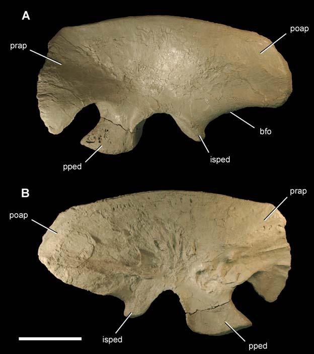 Figure 13. Ilium of the theropod Aerosteon riocoloradensis. Left ilium (MCNA-PV-3137; cast) in left lateral (A) and medial (B) views. Scale bar equals 20 cm.