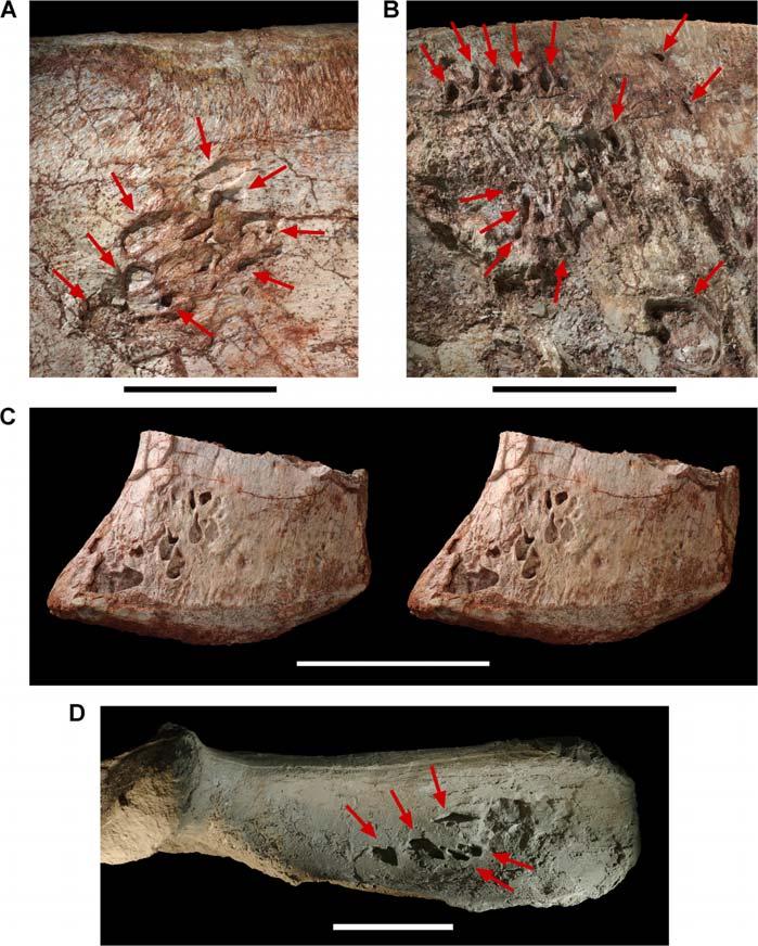 Figure 14. Pneumatopores on the left ilium of the theropod Aerosteon riocoloradensis. Detail views of the left ilium (MCNA-PV-3137).