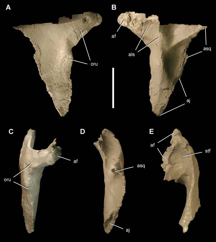 Figure 3. Postorbital of the theropod Aerosteon riocoloradensis. Right postorbital (MCNA-PV-3137; cast) in right lateral (A), medial (B), anterior (C), posterior (D), and dorsal (E) views.