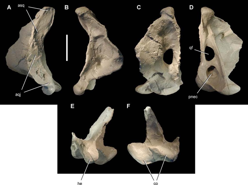 Figure 4. Quadrate of the theropod Aerosteon riocoloradensis. Left quadrate (MCNA-PV-3137; cast) in left lateral (A), medial (B), anterior (C), posterior (D), dorsal (E), and ventral (F) views.