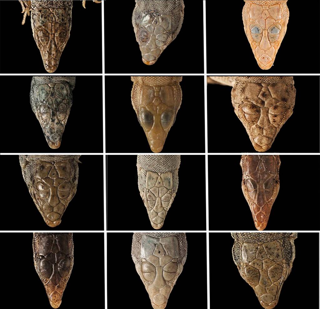 A Bibliographic Recompilation of the Genus Mesalina Gray, 1838 25 1 2 3 4 5 6 7 8 9 10 11 12 Fig. 1. Top of the head in 12 species of the genus Mesalina: 1, M. adramitana; 2, M. ayunensis; 3, M.