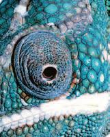For example, reptiles, such as the chameleon in Figure 2, and most fish are covered in small, thin plates called scales.