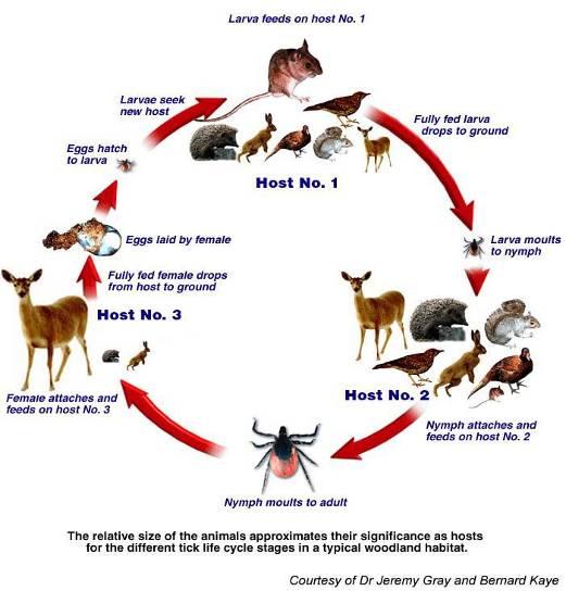 Life cycle of I. ricinus & Borrelia Most Borrelia infections in humans are from Nymphs. Larvae are uninfected.