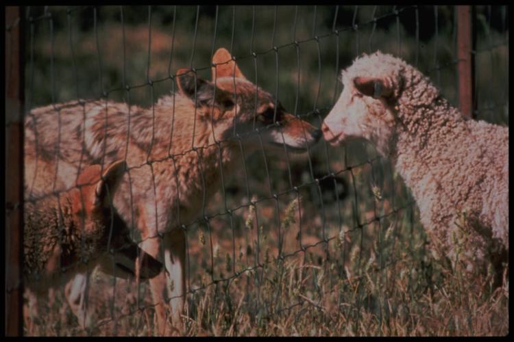 Fencing and barriers Predator-proof fencing, fladry, exclosures, electrical fencing Extensively tested with coyotes Advantages: Electric fencing or predator-proof fencing does work Helps