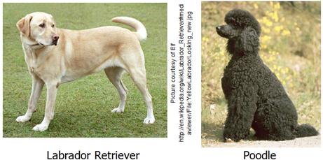 Lab Question: The Labradoodle became known when a dog breeder bred a Labrador Retriever and a Poodle.