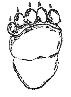 This is the hind foot track of a black bear. This big bear is 7 feet long and weighs 600 pounds!