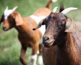 5 Q: When do infected animals shed the bacteria? A: Infected goats shed MAP in their manure on and off throughout their lives.