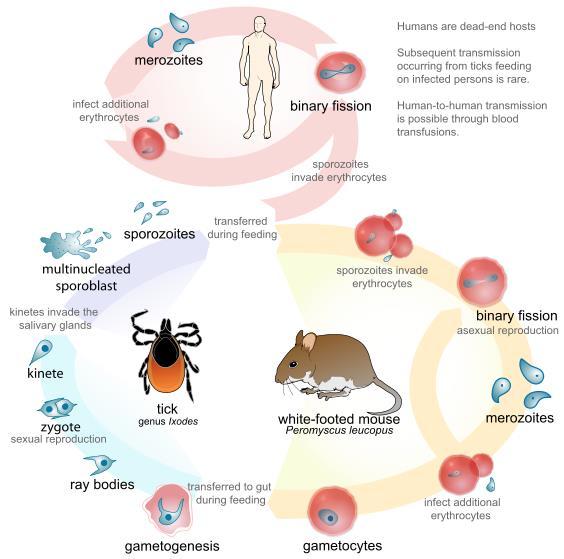 Babesia microti: A malaria-like