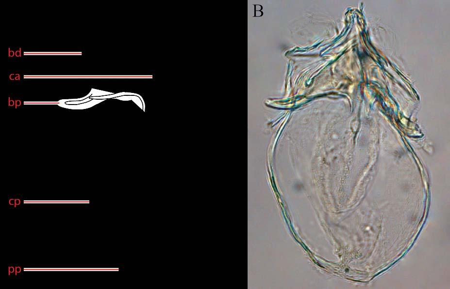 Fisher J.R. et al. FIGURE 25: Torrenticola trimaculata n. sp. male genital skeleton.