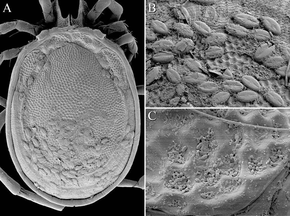 Fisher J.R. et al. FIGURE 27: Torrenticola trimaculata n. sp. commensals (LT-SEM): A diatoms (Cocconeis placentula Ehrenberg, 1838) covering dorsum; B close-up of C. placentula covering T.