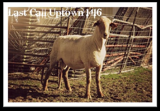 We sold half interest in him to Boulder Creek Tunis, where he sired Aaron 2012 National Champion Ram in his first lamb crop there! This ram is one of the longer sided Tunis bucks I have ever handled.