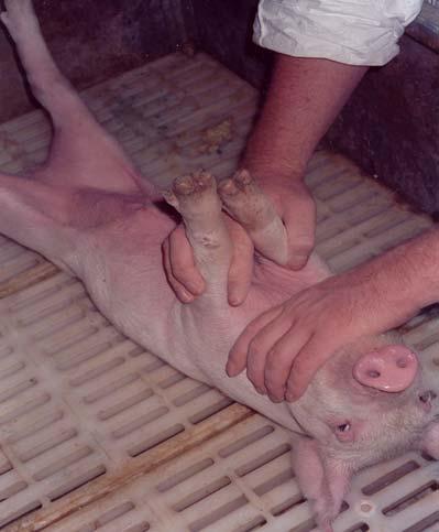 replication of treatments within all litters. Consequently, piglets from more than 85 litters were back tested in order to achieve the desired number of records.
