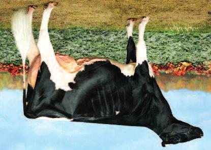 2-Y-O 2016 World Dairy Expo & Royal Winter Fair MGS: Val-Bisson Doorman-ET MGD: R-E-W Atwood Charmina-ET VG-87 CAN 4-01 2x 365d 31,621 4.6 1451 3.