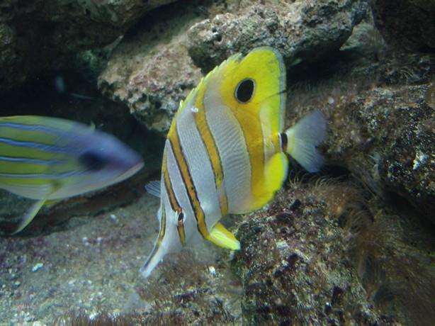 Sensitive species such as this Copperband Butterflyfish get stressed when there are too many fish about Marine Life Stocking Tips and Tricks 1.