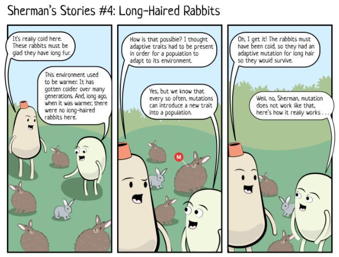 3.3.1 WARM-UP Reread the story below and then respond to the question. Why did the mutation that resulted in a long-hair trait in these rabbits become more common in the population?