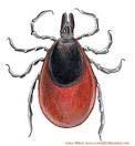 Deer Ticks...One bite can change your life.