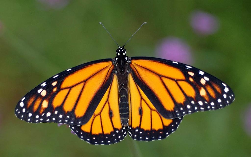 Monarch Wings feature an easily recognizable black, orange and white pattern. Adults make massive migrations from Aug-Oct, flying 1000 s of miles south to hibernate along the Ca.