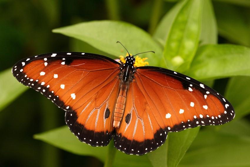At some wintering sites, millions of butterflies roost together in trees. Monarchs were transported to the International Space Station and were bred there.