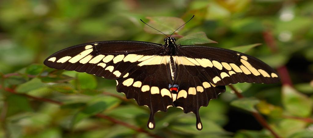 The queen has a darker, brown ground color. Boasts a very tough and flexible chitinous exoskeleton unlike most other butterflies.