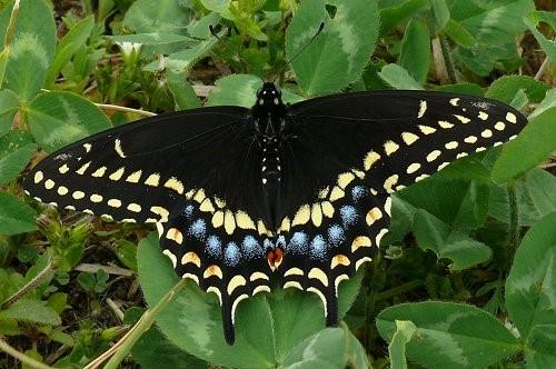 American Black Swallowtail Upper surface of wings is black with 2 rows of yellow spots larger and brighter in males than in females.